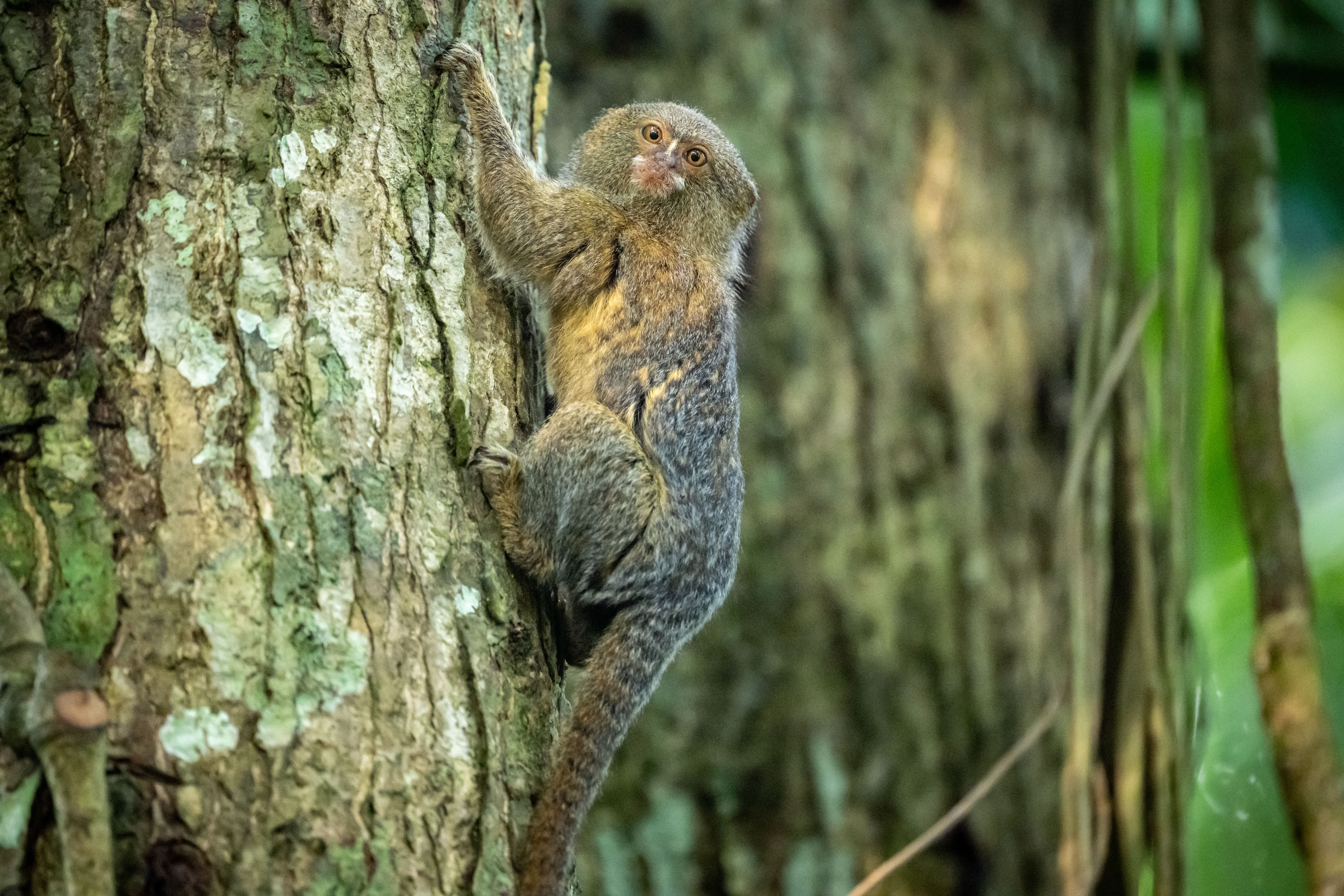 Amazon expedition photo 7